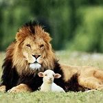 lion-and-lamb1