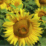 Landscape - Sunflowers
