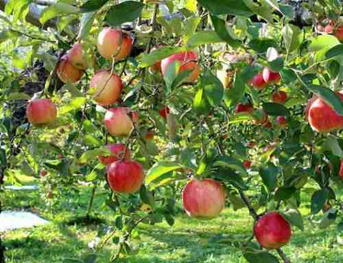 3- يسوع المسيح: إنسان كامل